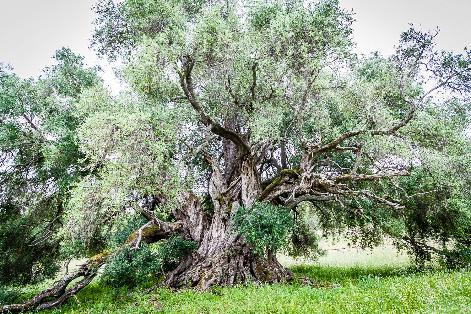 Olivastri Millenari Olive Tree Between 3,000 - 4,000 Years Old
