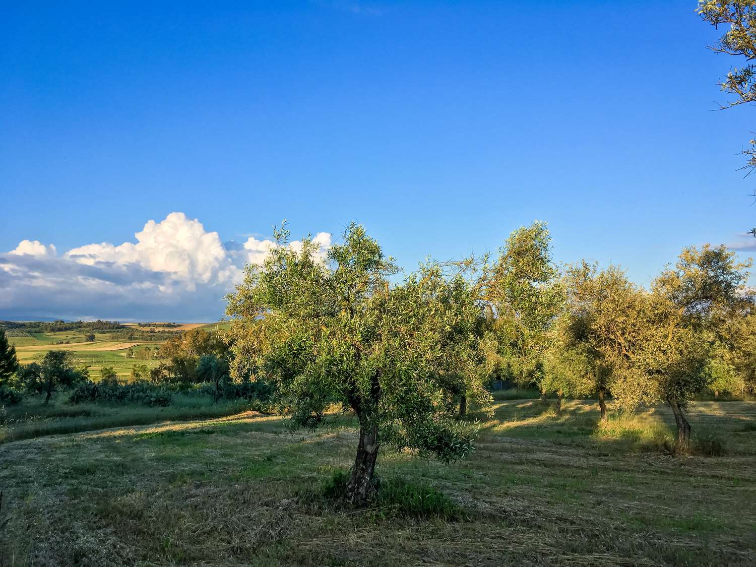 Pictures of Italy Sardinian Countryside