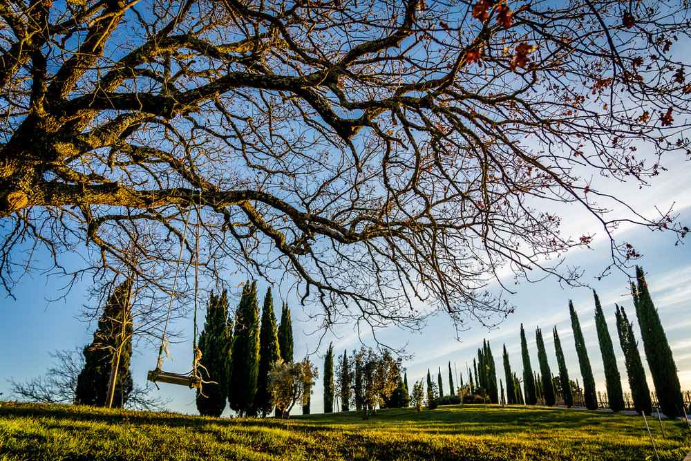 Cypress Trees of Corte Pavone Winery in Italy in Montalcino, a small hill town in the province of Siena, Tuscany, central Italy.
