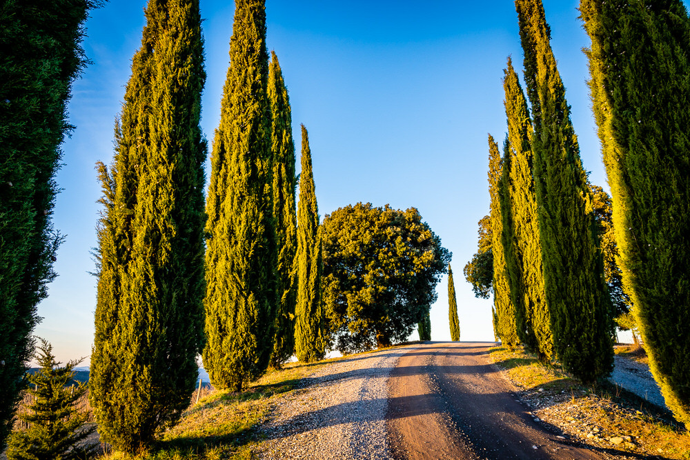 Cypress Tree Lined Drive in the Italian Countryside