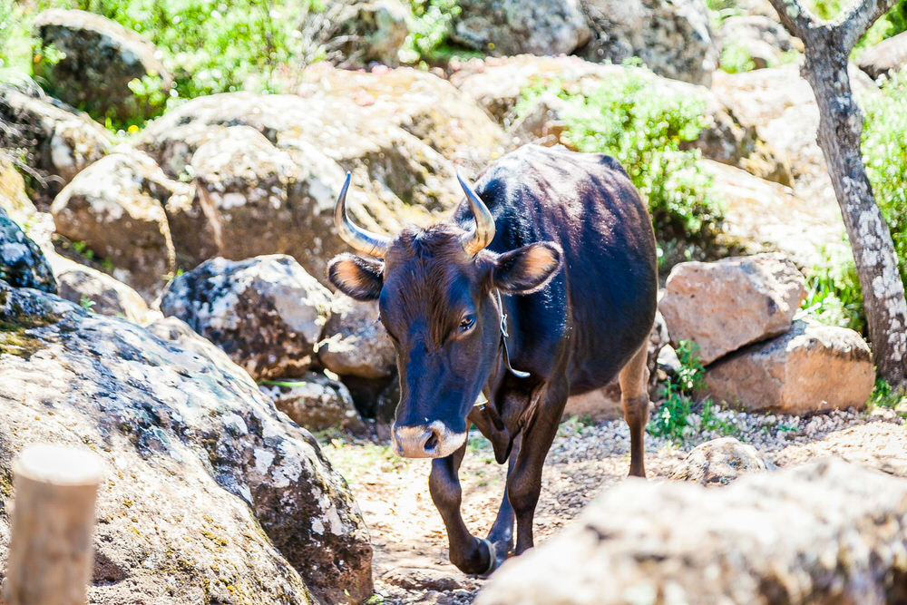 Free Roaming Calf in Sardinia, Italy